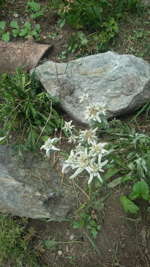 Rifugio Stella Alpina Hotel Saviore dell'Adamello Kültér fotó